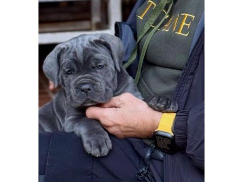 Evinizin neşesi cane corso bebişler her yere kapıda öde