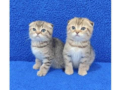 Teslime hazır mükemmel bir scottish fold yavrular