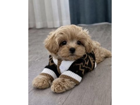 Kore maltipoo yavruları