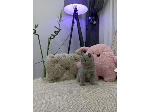 İri gözlü oyuncu yavru british shorthair