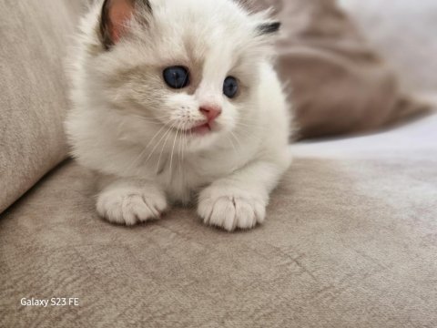 Ragdoll sealbicolor oğullarımızı sahiplendiriyoruz