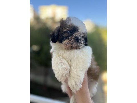 Shih tzu yavrular