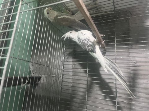 Damızlık yavru garanti sultan papağanı takımlar