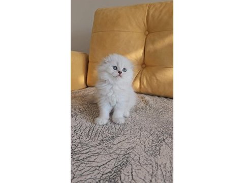 2.5 aylık anne baba şecereli british longhair yavrular