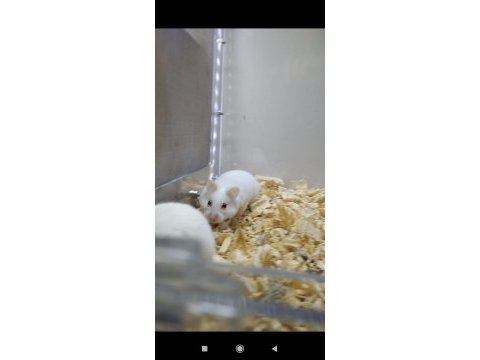 Gonzales hamster