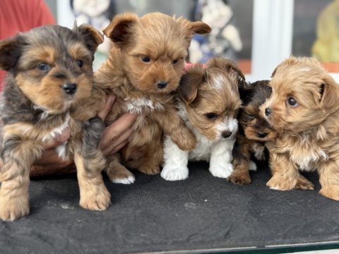 Petmode köpek çiftliğinden tea cup morkie