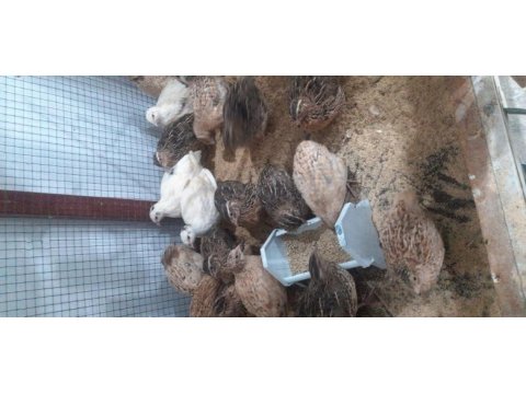 Damızlık ve yavru bıldırcın yumurtası bulunur