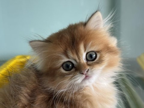 Show kalite golden longhair british yavrularımız