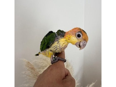 Bebek kayık papağanı portakal kafa