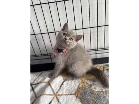 A kalite ayıcık british shorthair yavrular