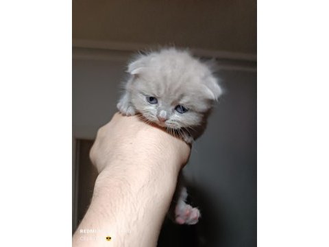 Dünyalar tatlısı ömürlük scottish fold dostlar