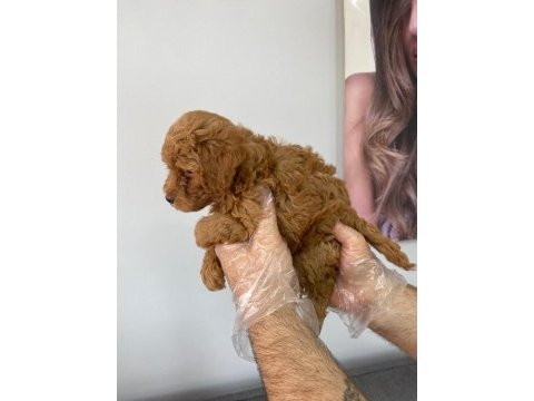 Efsane poodle yavrular