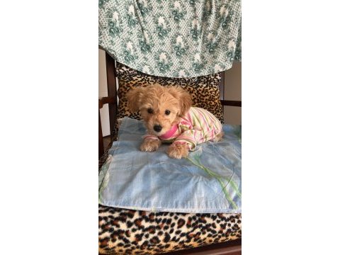 Dişi kızımız maltipoo