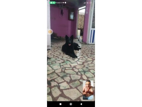 Kara alman kurdu yavruları