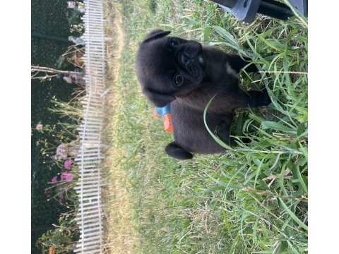 Irk gaantili orjinal pug