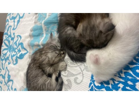 Silver tabby british shorthair