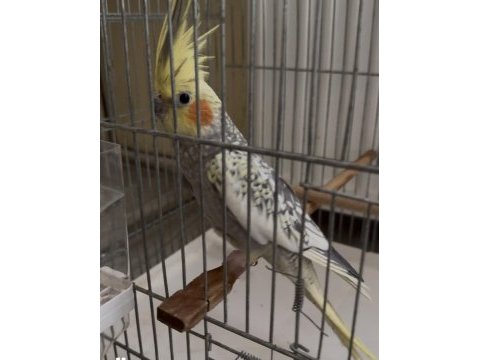 Evcil sultan papağanı