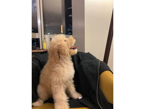 Maltipoo yılbaşı hediyeniz hazır mı?