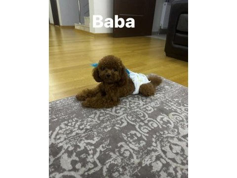 Kore poodle yavrular