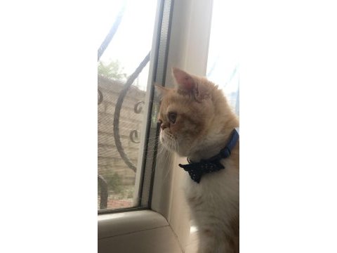 Exotic shorthair 6 aylık