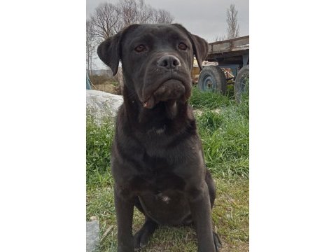 6 aylık dişi cane corso acil uygun fiyat