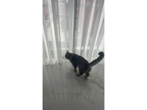 Dişi british kedimi çiftleştirmek istiyorum izmir/buca