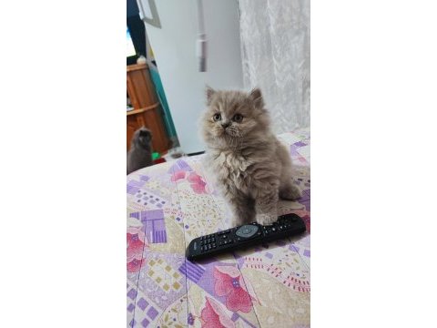 Prensesim ilansa british longhair
