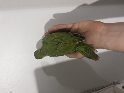 Yeme düşmüş evcil pakistan papağanı