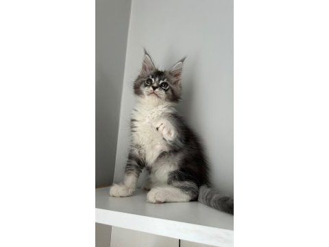 Sağlık ve ırk garantili minik dev kediler