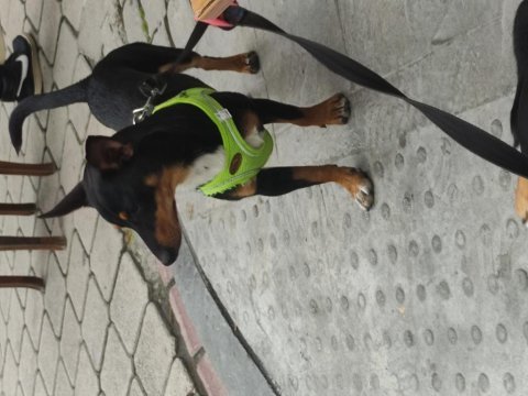 7 aylık pinscher yavrumuz sahiplendirilecek