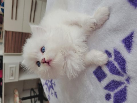 Full secereli bebekler british longhair