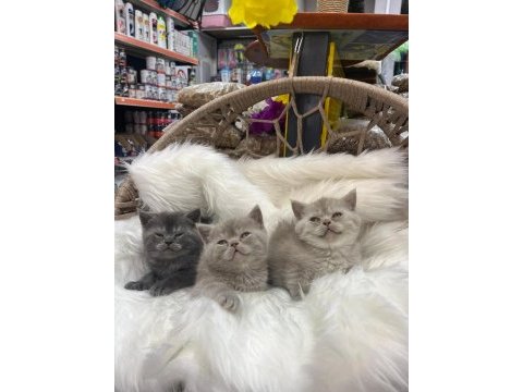British shorthair yavrularımız yeni yuvasını arıyor