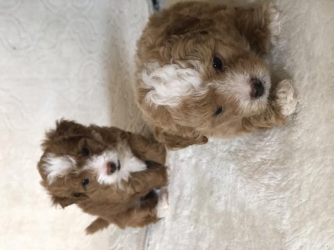 Maltipoo orjinal