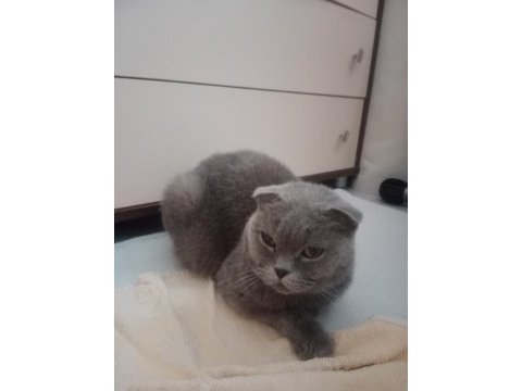 Hamile scottish fold kedim