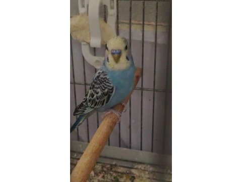 Yavru ve çok temiz kuşlar ev bakımında büyüdü