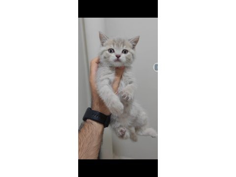 British shorthair kedisi