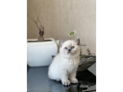 Oyuncu safkan blue point güzelliğim 