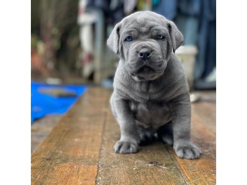Profesyonel üretim çiftliğinden cane corso yavrular