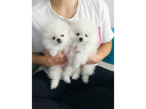 Pomeranian boo yavrularımız