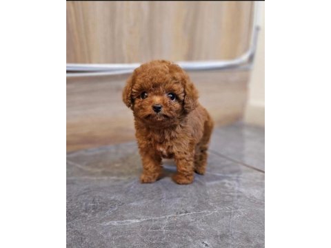 Toy poodle yavrularım orijinal