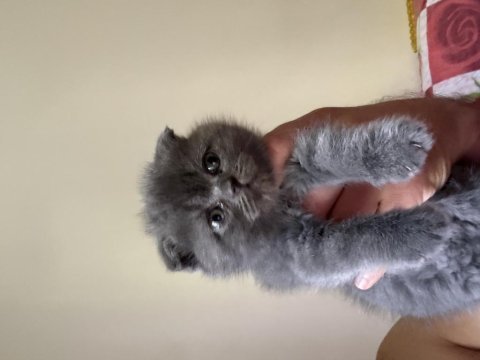 Scottish fold yavrular