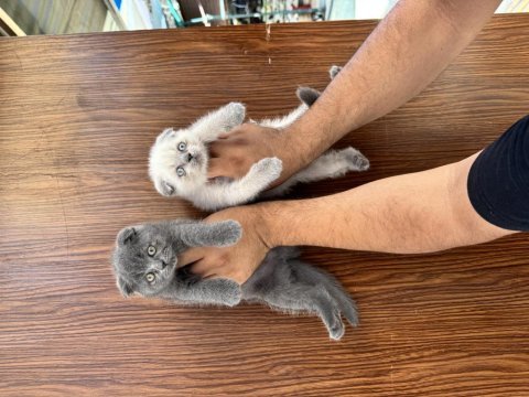 Resmi işletmeden orjinal scottish fold yavrular