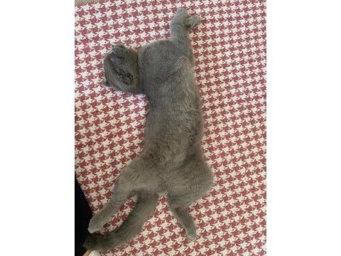 Scottish fold erkek 4 aylık