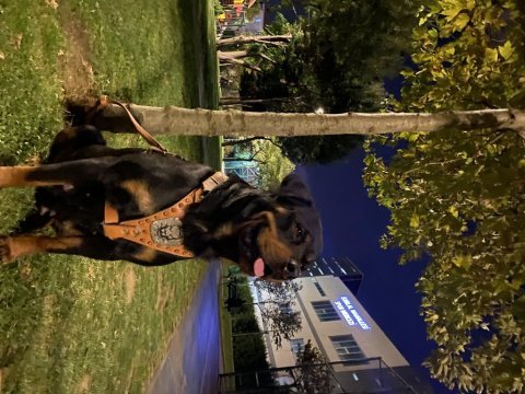 1,5 yaşında dışı istanbul rottweiler