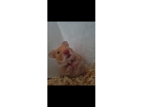 Suriye hamster acil verilecek