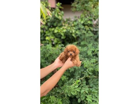 Orjinal teacüp toy poodle yavrumuz 