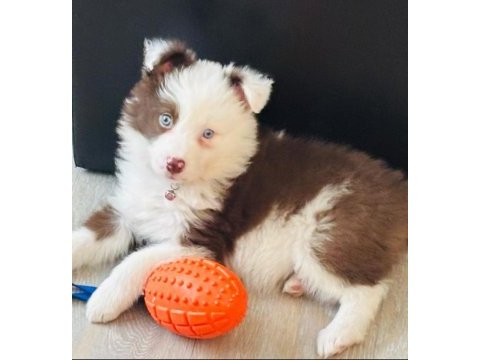 Çok iyi border collie yavruları istanbul