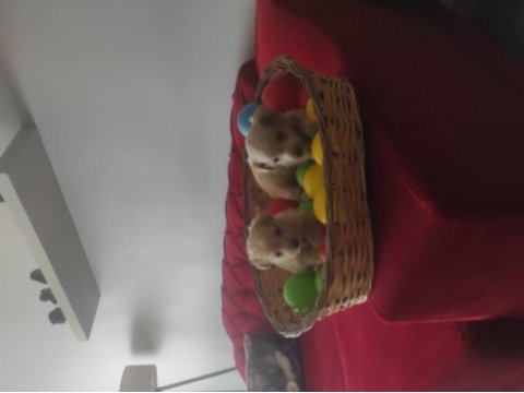 Minik maltipoo bebeklerimiz 