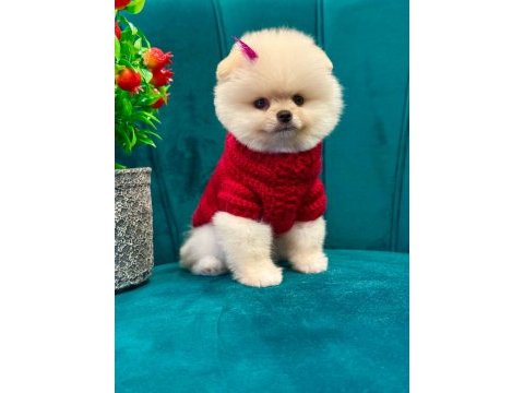 Güleryüzlü ayı surat;pomeranian yavrum