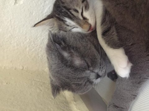 2 yaşında dişi scottish fold